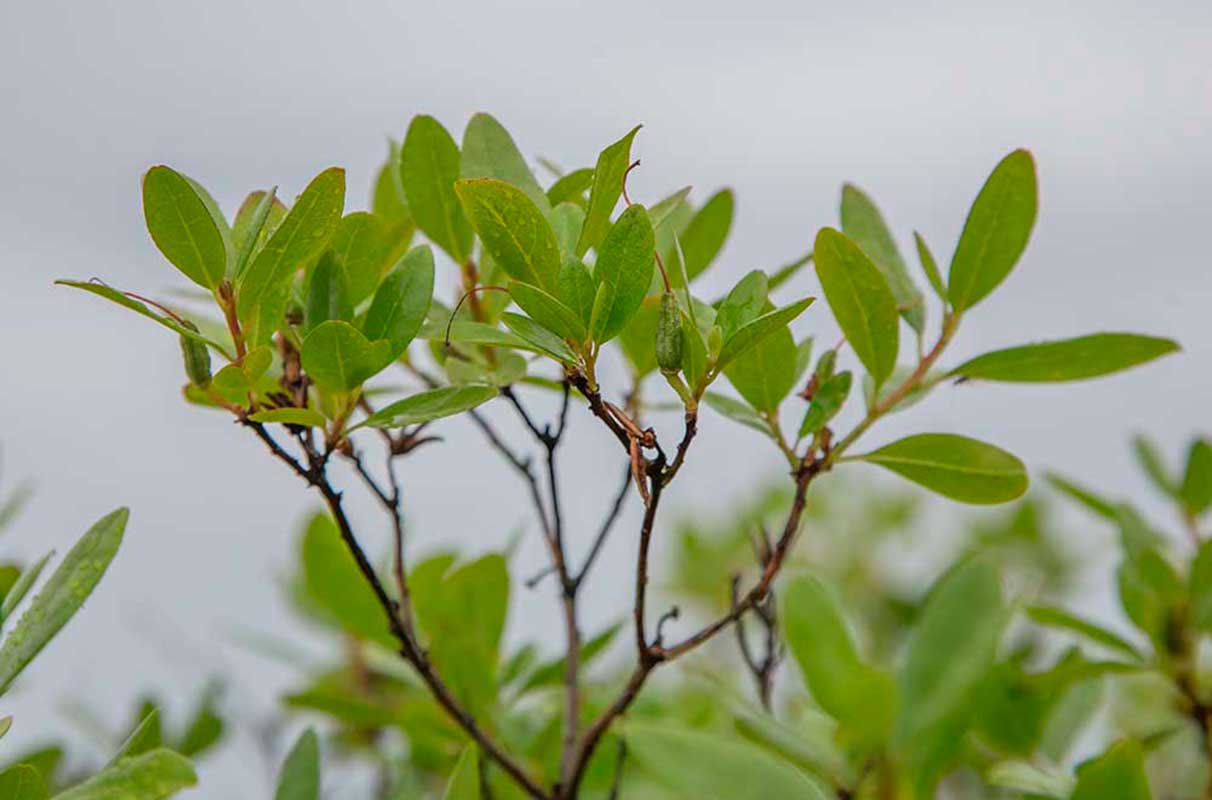 Изображение особи Rhododendron dauricum.