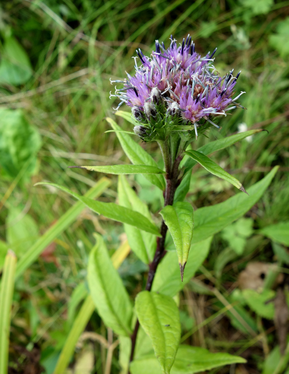 Изображение особи Saussurea sachalinensis.