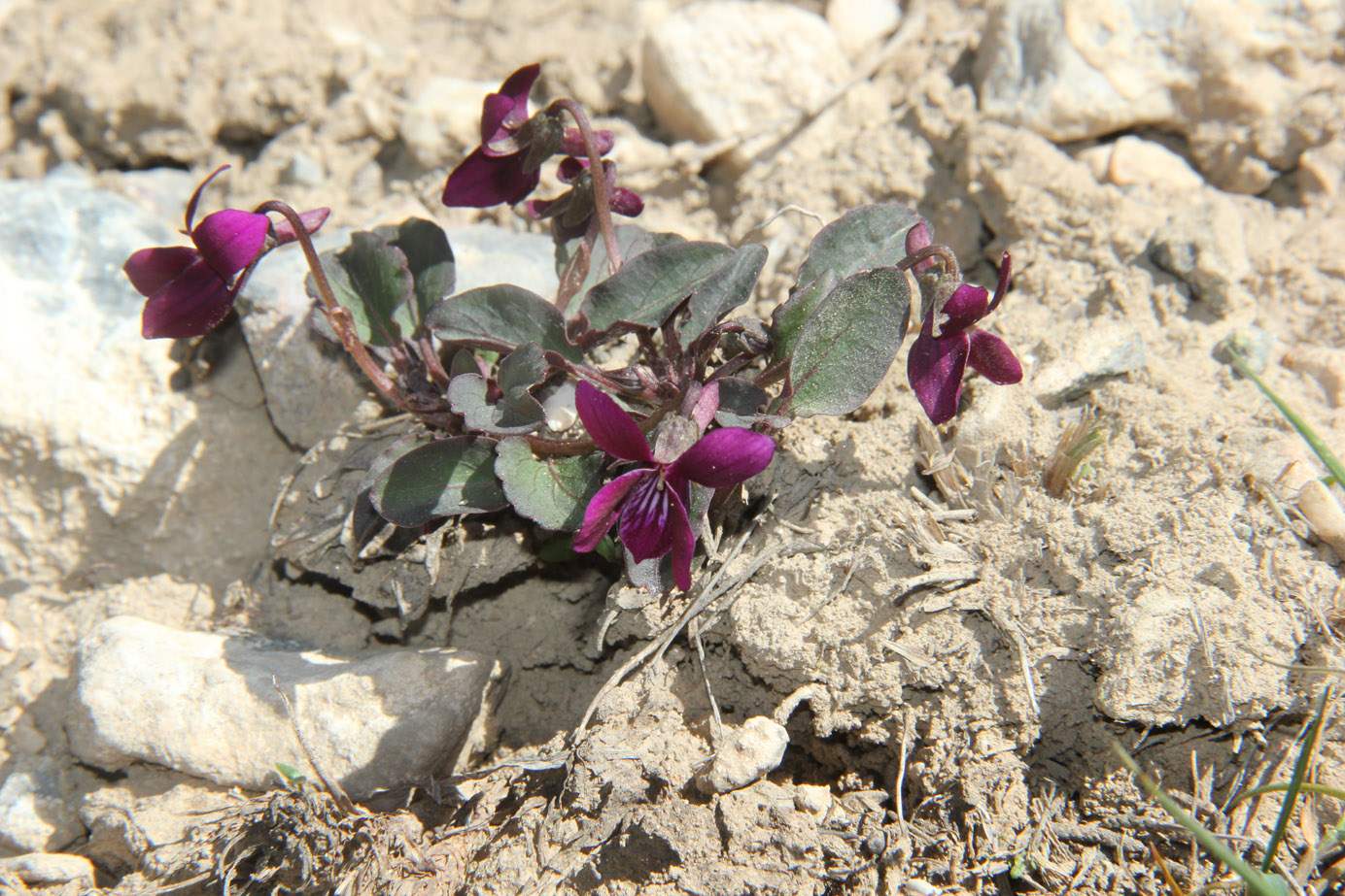 Image of Viola alaica specimen.