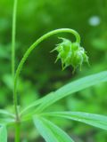 Anemone caerulea. Незрелый плод. Окр. Томска, заросли кустарников по долине ручья. 17.06.2010.