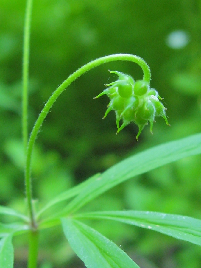 Image of Anemone caerulea specimen.