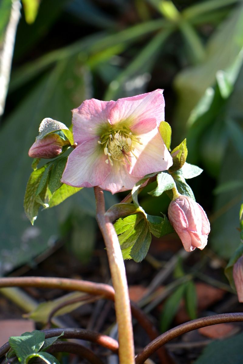 Изображение особи Helleborus abchasicus.