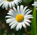 Leucanthemum maximum