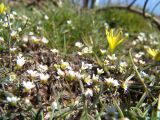 Erophila praecox