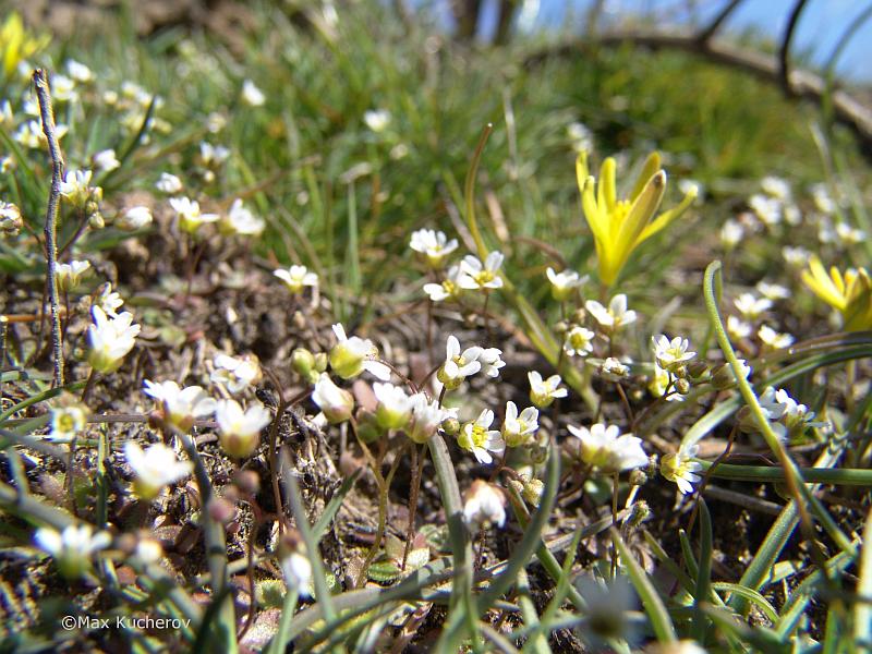 Изображение особи Erophila praecox.