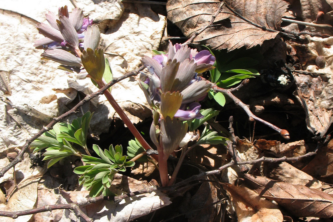 Изображение особи Corydalis solida.