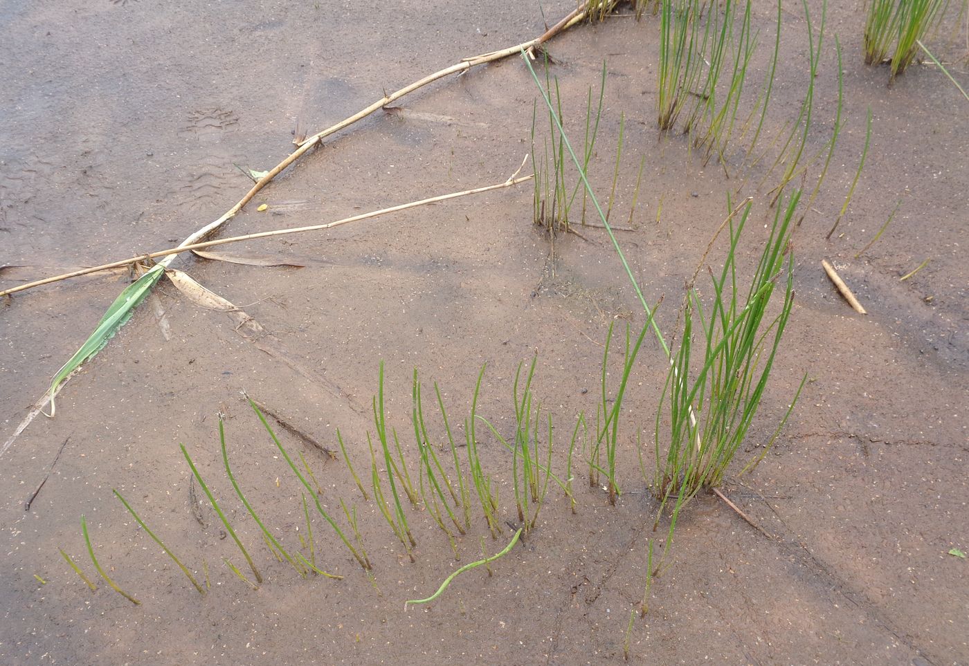 Изображение особи Eleocharis palustris.