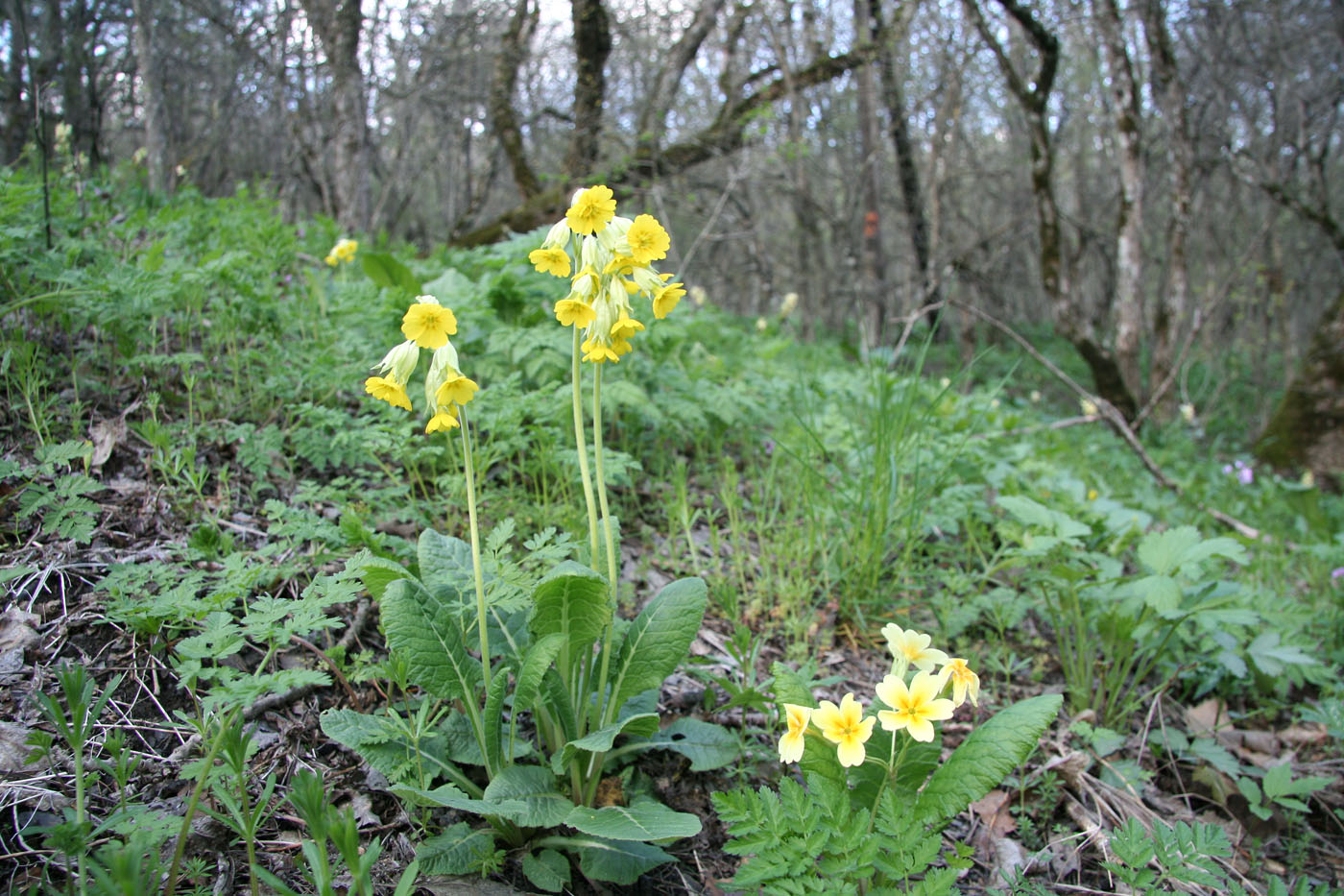 Изображение особи Primula macrocalyx.