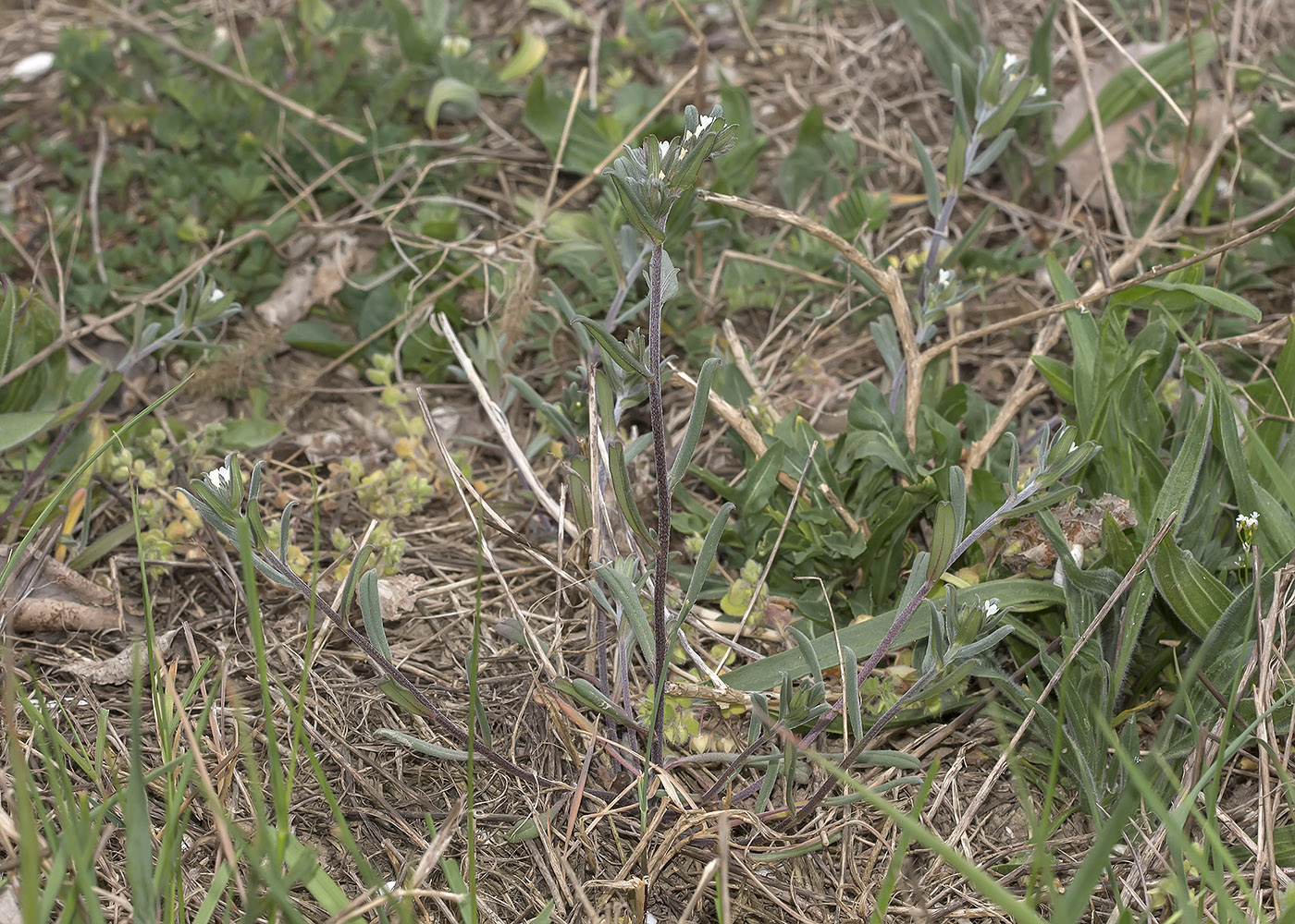 Изображение особи Buglossoides arvensis.
