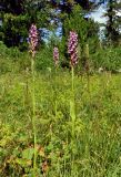 Dactylorhiza sibirica