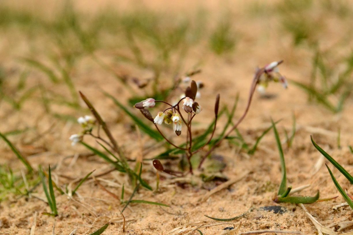 Image of Erophila verna specimen.