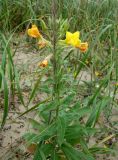 genus Oenothera. Цветущее и плодоносящее растение. Приморский край, Партизанский р-н, пос. Волчанец, побережье, на границе песчаного пляжа. 30.07.2019.