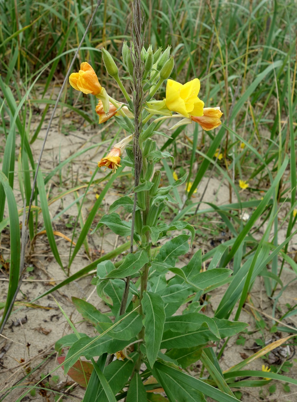 Изображение особи род Oenothera.