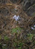 Cardamine trifida