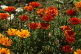 Gazania × hybrida