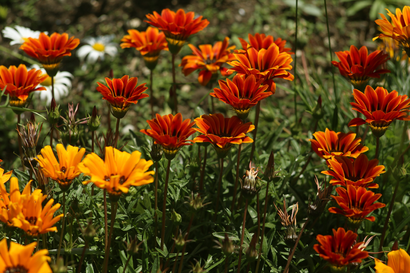 Image of Gazania × hybrida specimen.