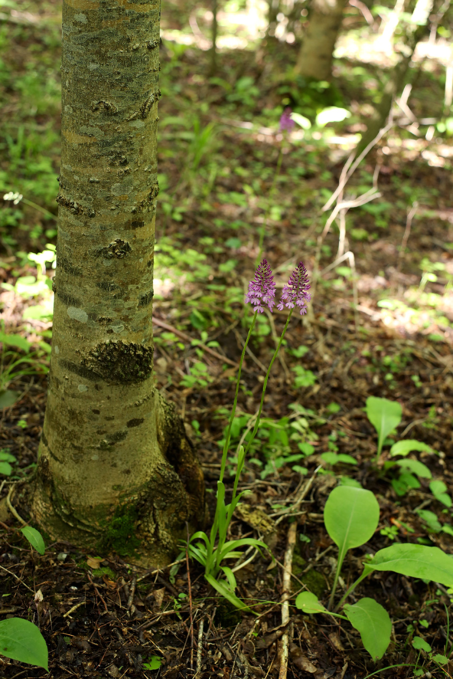 Изображение особи Anacamptis pyramidalis.