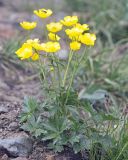 Ranunculus subborealis