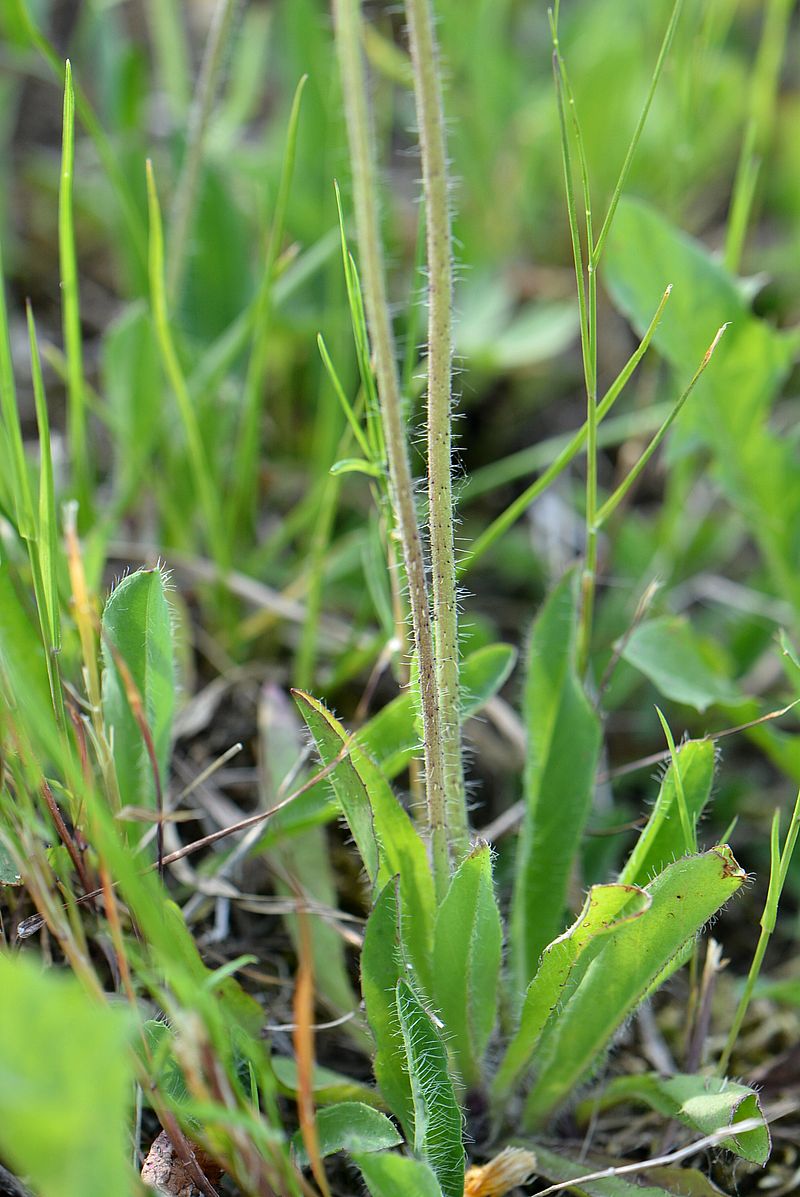 Image of Pilosella × floribunda specimen.