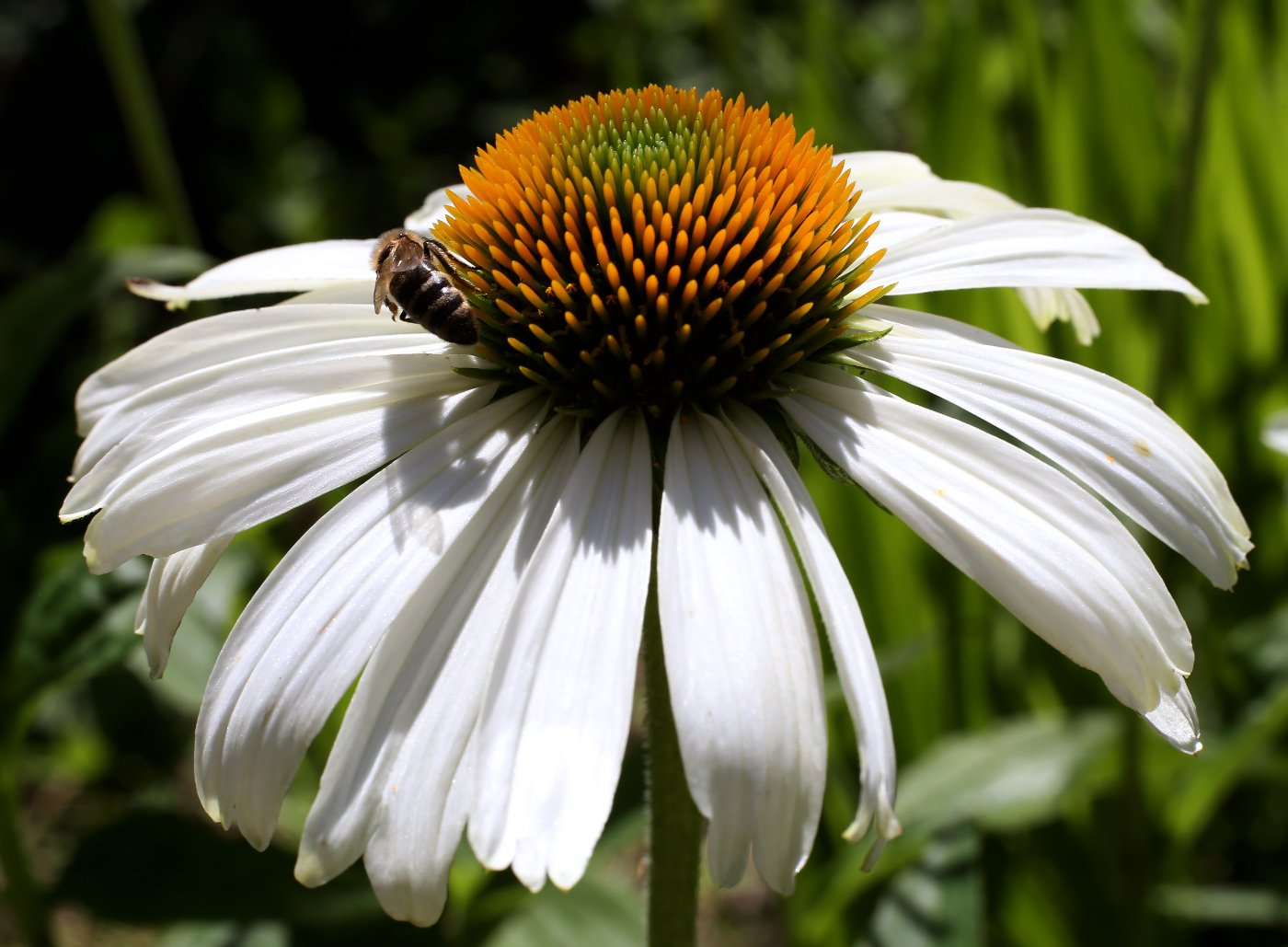 Image of Echinacea purpurea specimen.