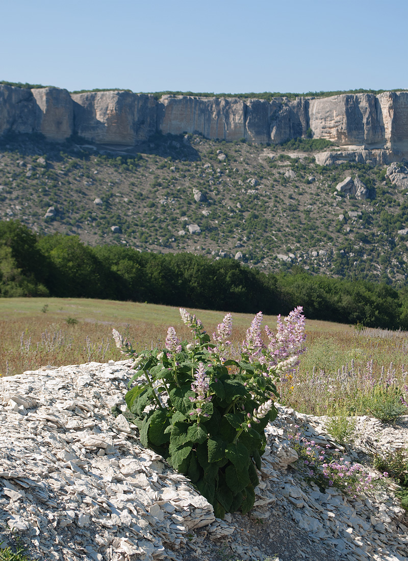 Изображение особи Salvia sclarea.