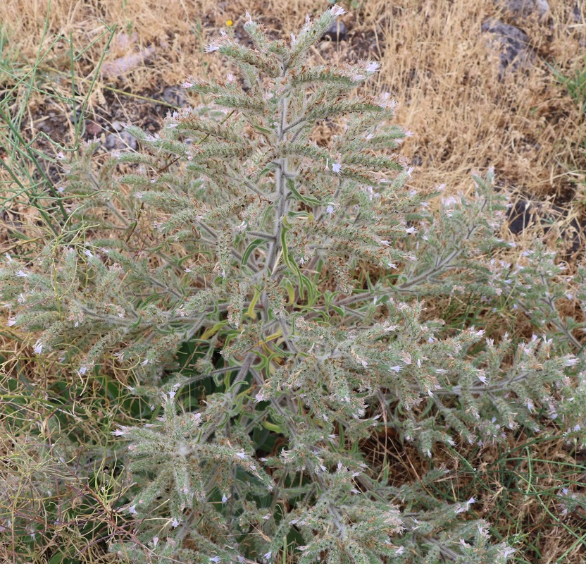 Image of Echium biebersteinii specimen.