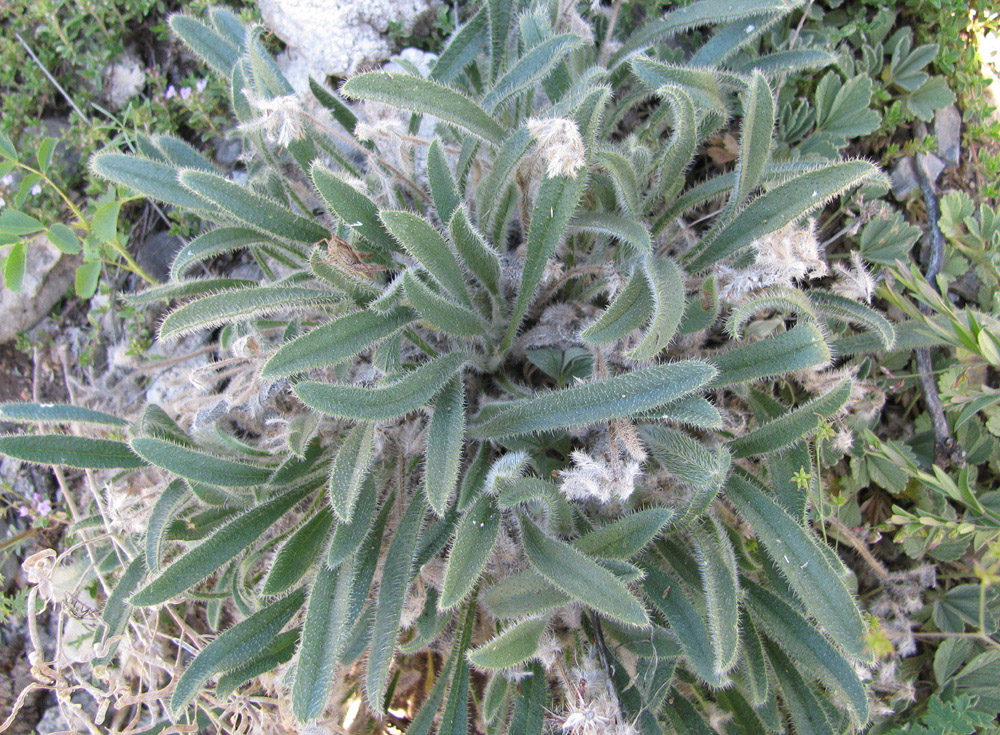 Изображение особи Craniospermum tuvinicum.