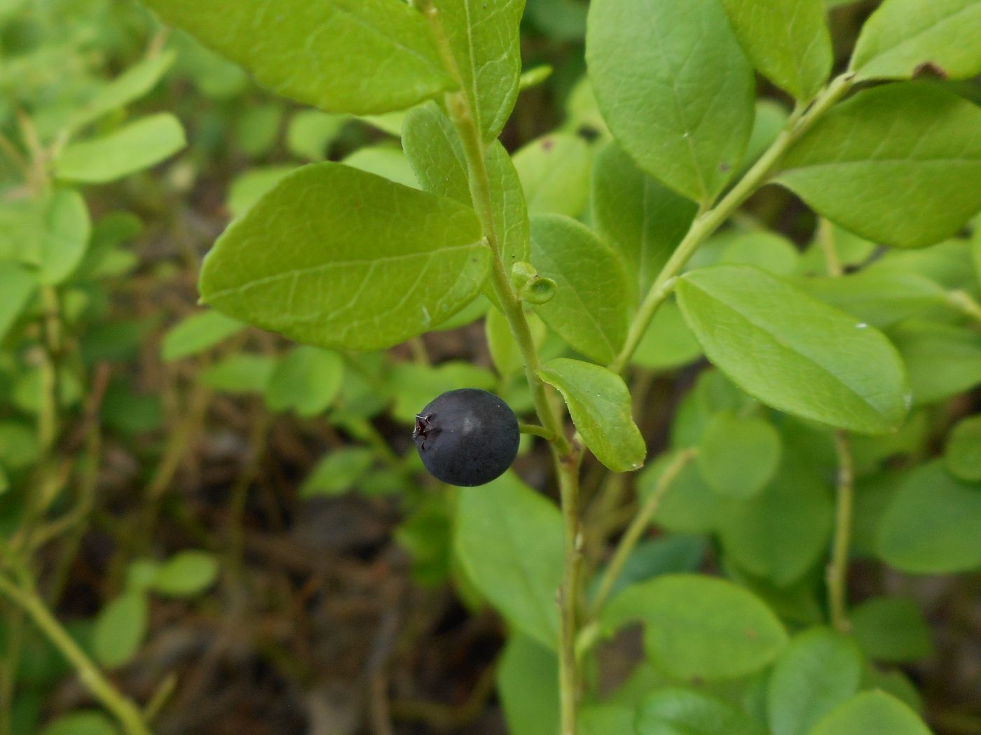 Изображение особи Vaccinium × intermedium.