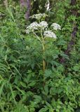 Angelica anomala