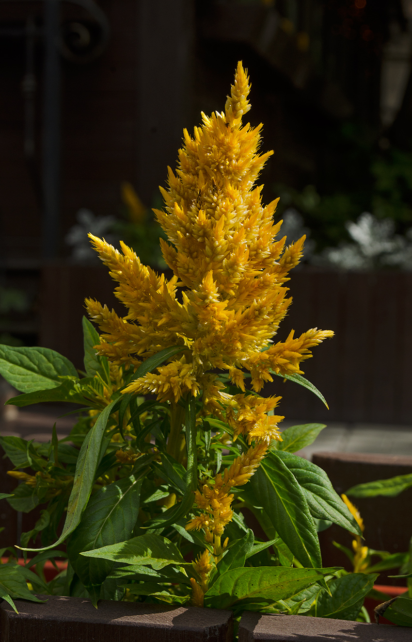 Image of Celosia argentea specimen.