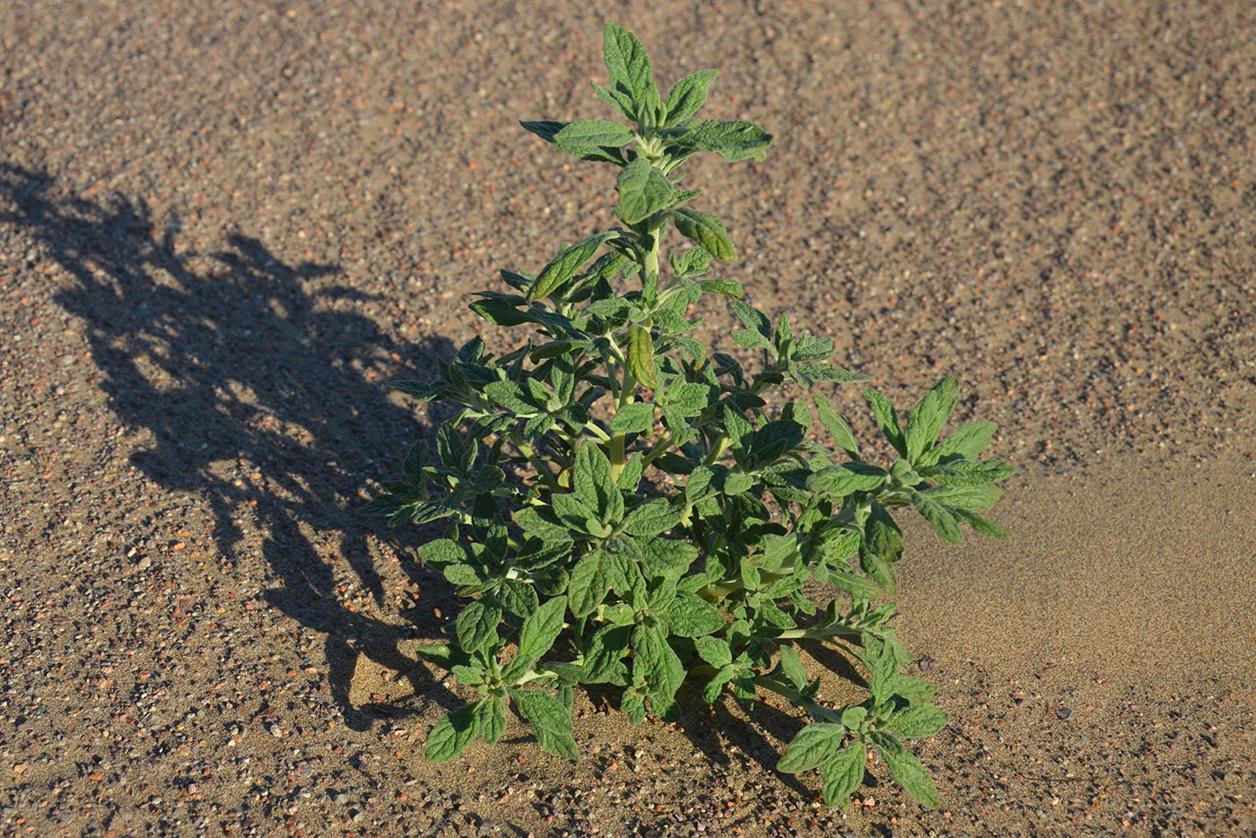 Image of class Magnoliopsida specimen.