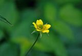 Geum urbanum