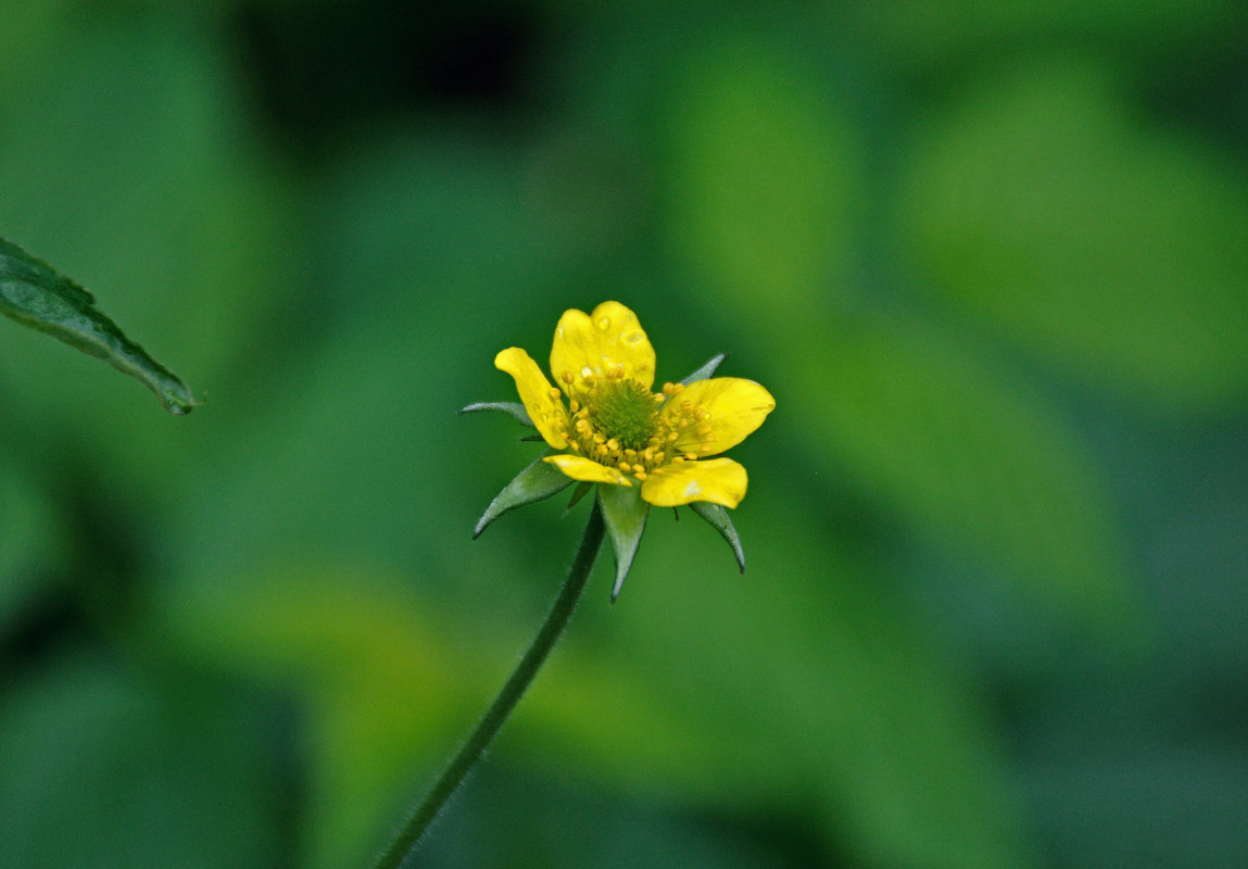 Изображение особи Geum urbanum.