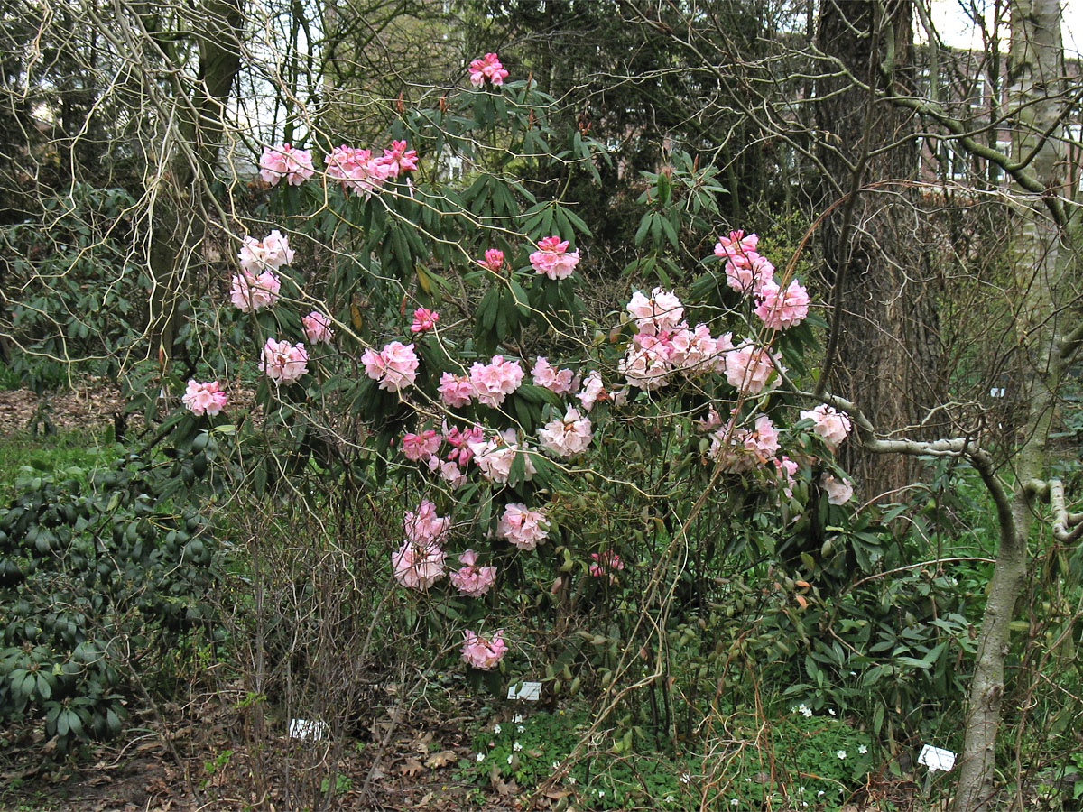 Image of Rhododendron minus specimen.