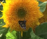 Helianthus annuus. Соцветие с питающейся совкой-металловидкой (культивар \"Медвежонок\"). Московская обл., Раменский р-н, окр. дер. Хрипань, садовый участок. 07.09.2020.