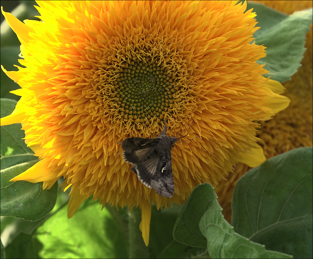 Image of Helianthus annuus specimen.