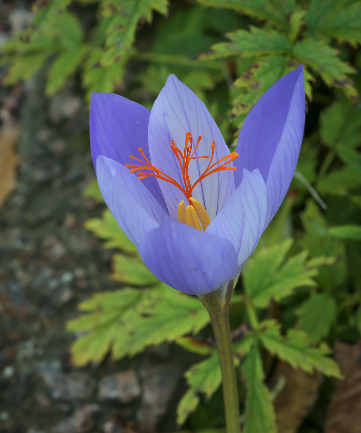 Image of Crocus speciosus specimen.