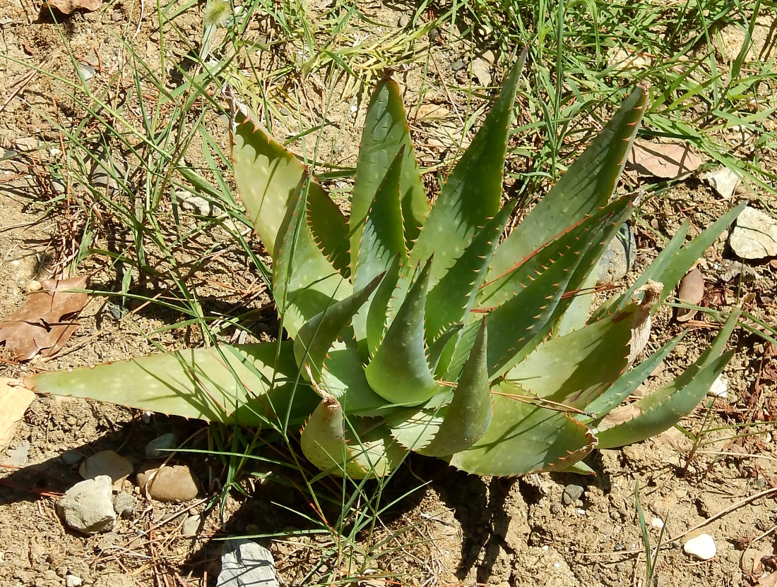 Изображение особи род Aloe.