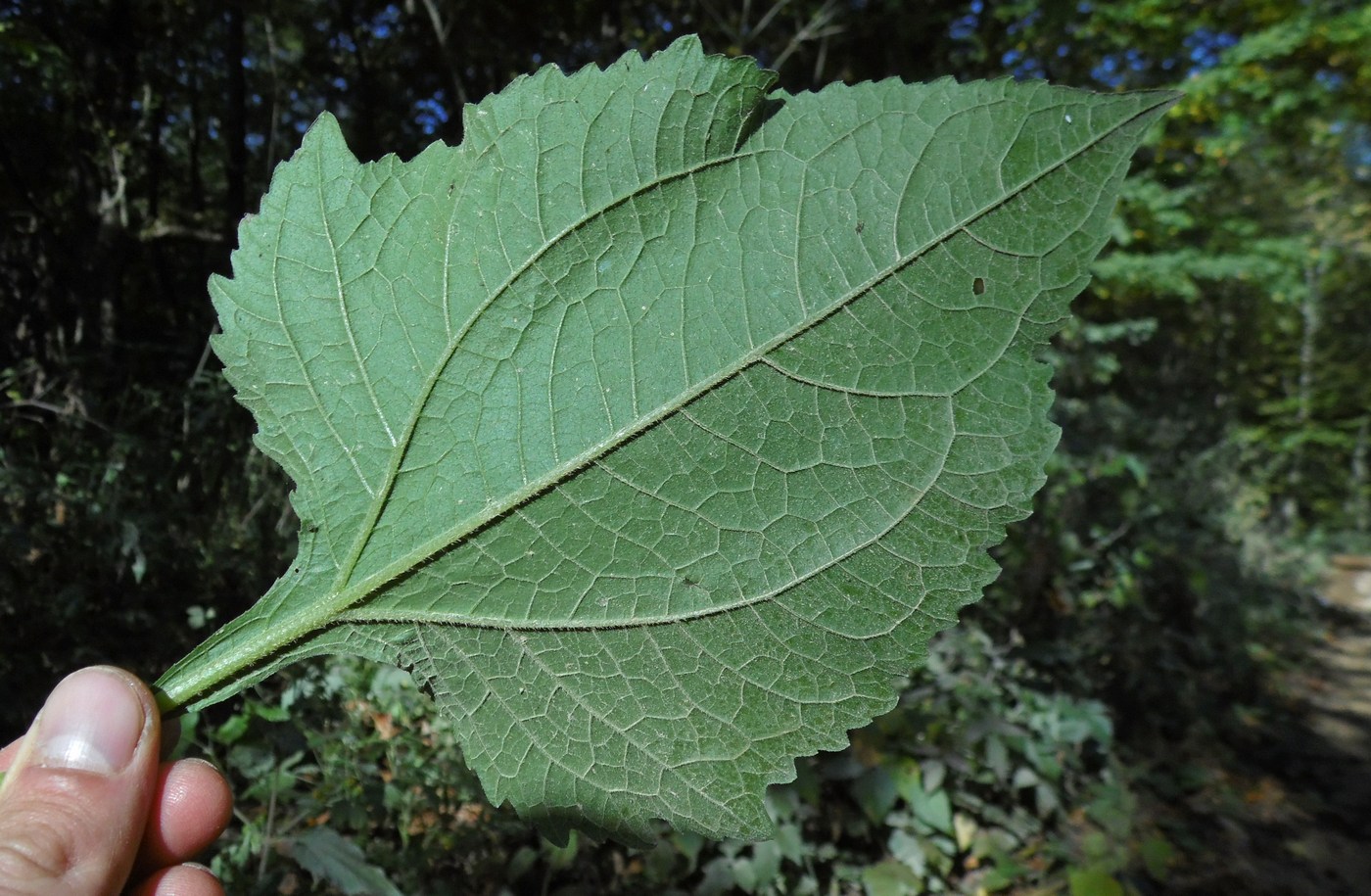 Image of Sigesbeckia orientalis specimen.