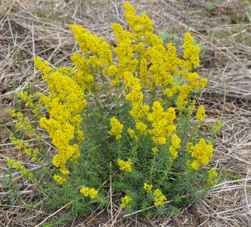 Изображение особи Galium verum.