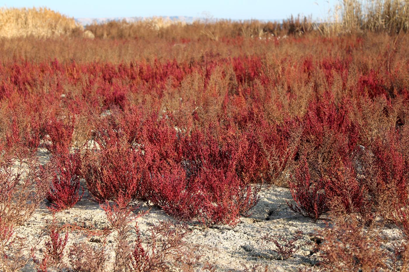 Изображение особи Salicornia perennans.