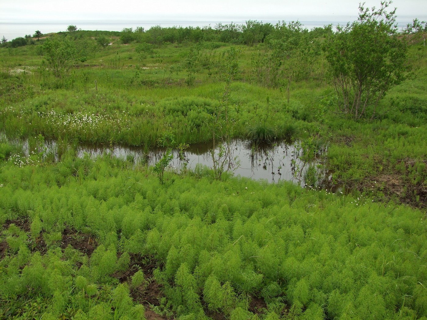 Изображение особи Equisetum sylvaticum.