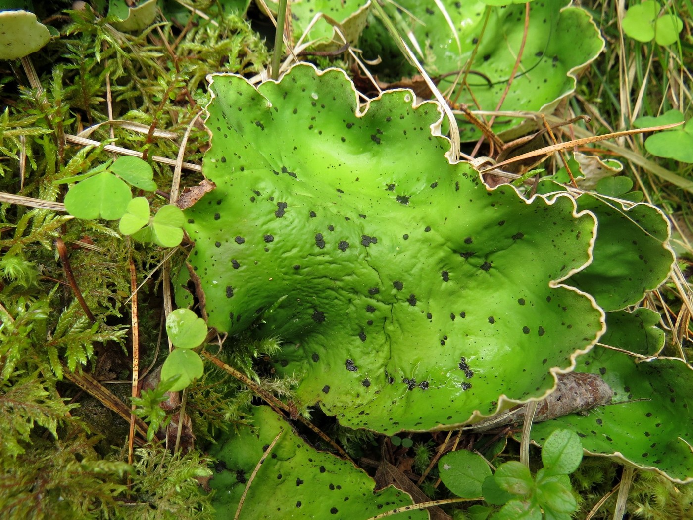 Изображение особи Peltigera aphthosa.