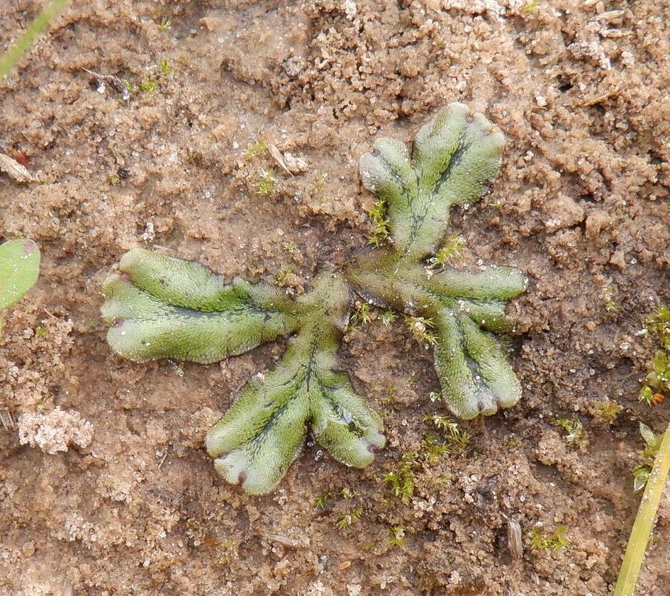 Image of genus Marchantia specimen.