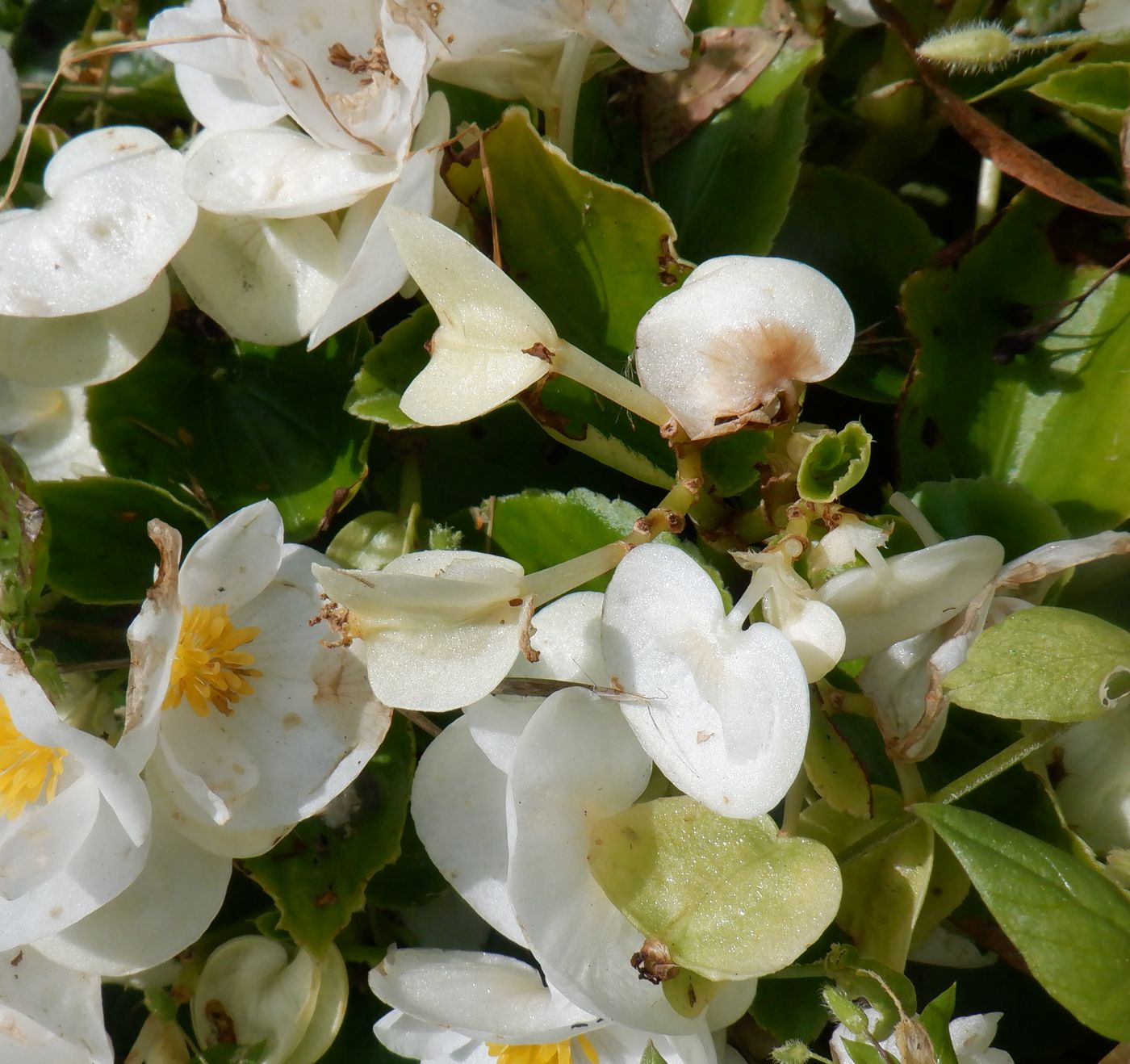 Изображение особи Begonia &times; hortensis.