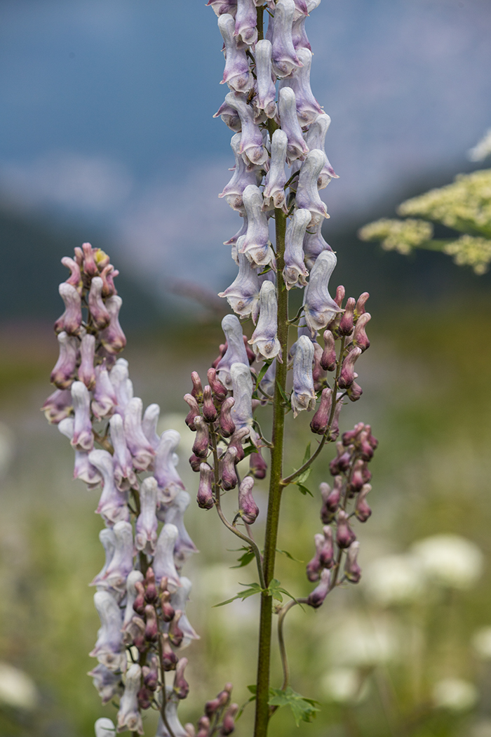 Изображение особи Aconitum orientale.