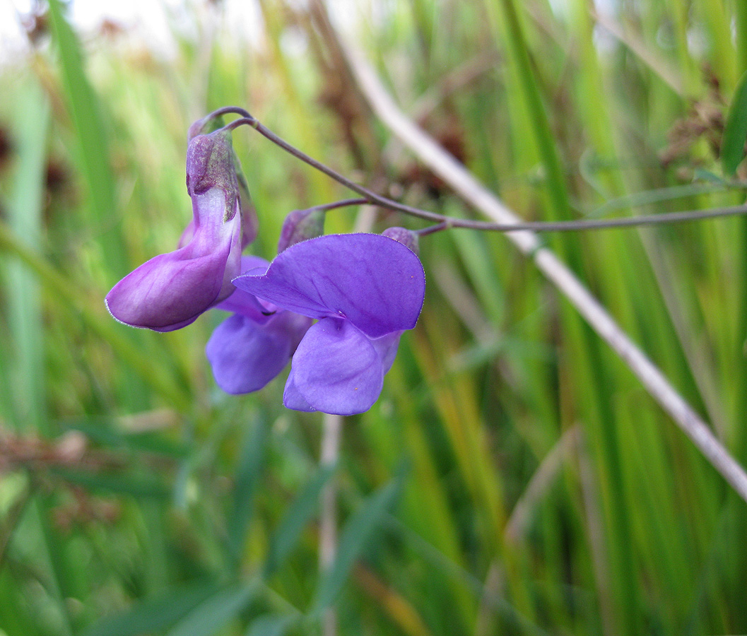 Изображение особи Lathyrus palustris.