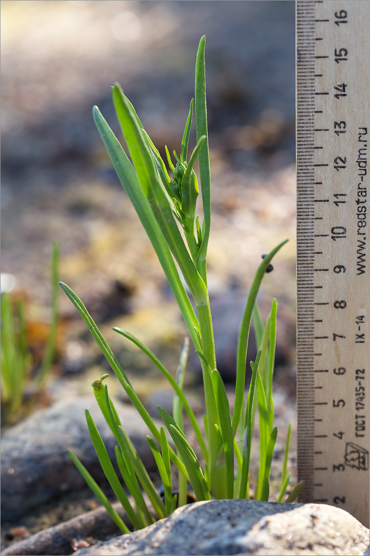 Image of Tripolium pannonicum ssp. tripolium specimen.