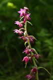 Epipactis atrorubens. Соцветие. Санкт-Петербург, Дудергофские высоты, изрытый старыми окопами склон южной экспозиции, заросли лещины (Corylus avellana). 04.07.2020.