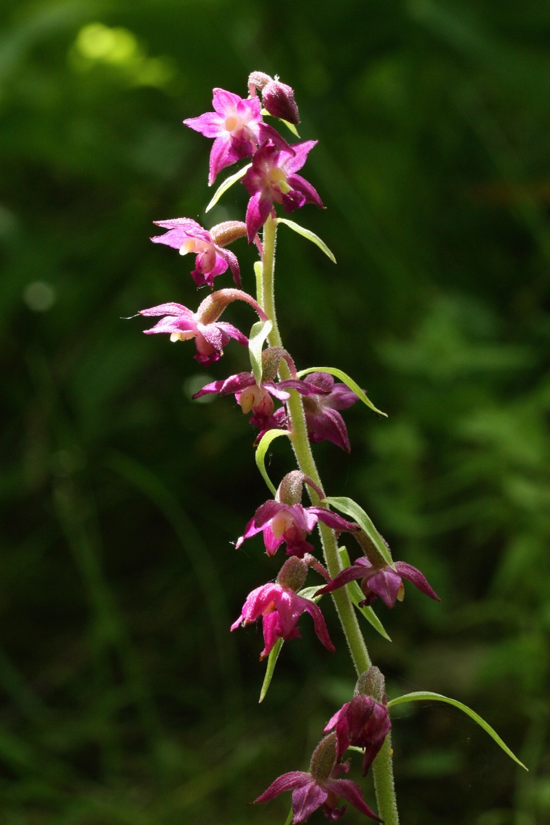 Изображение особи Epipactis atrorubens.